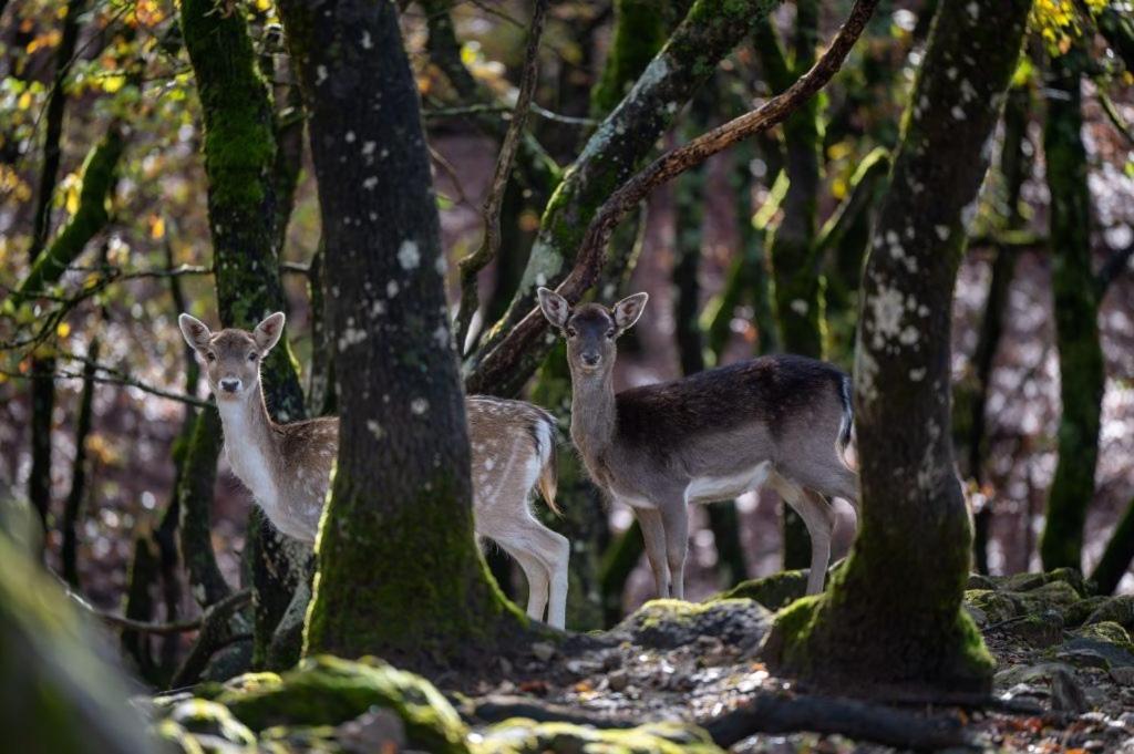 Bourazani Wild Life Resort Konitsa Exteriér fotografie