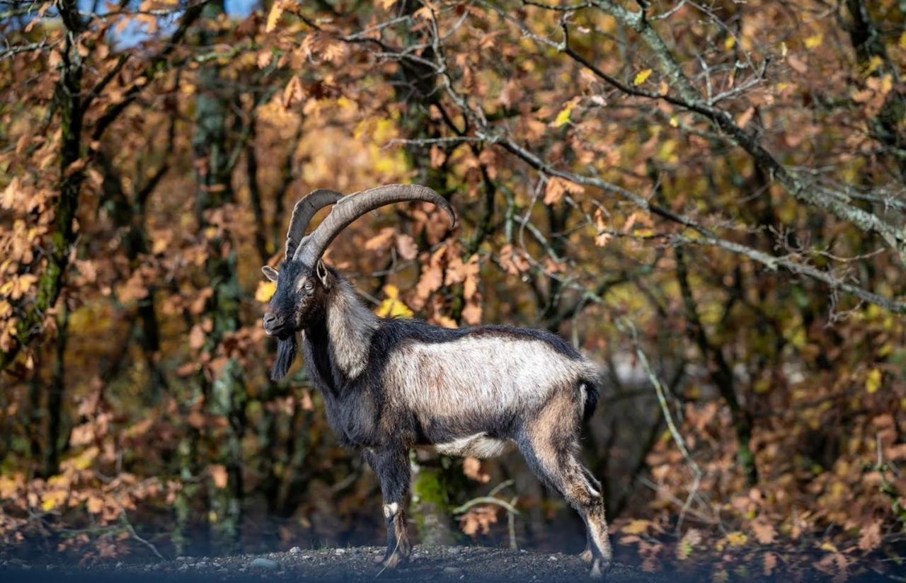 Bourazani Wild Life Resort Konitsa Exteriér fotografie