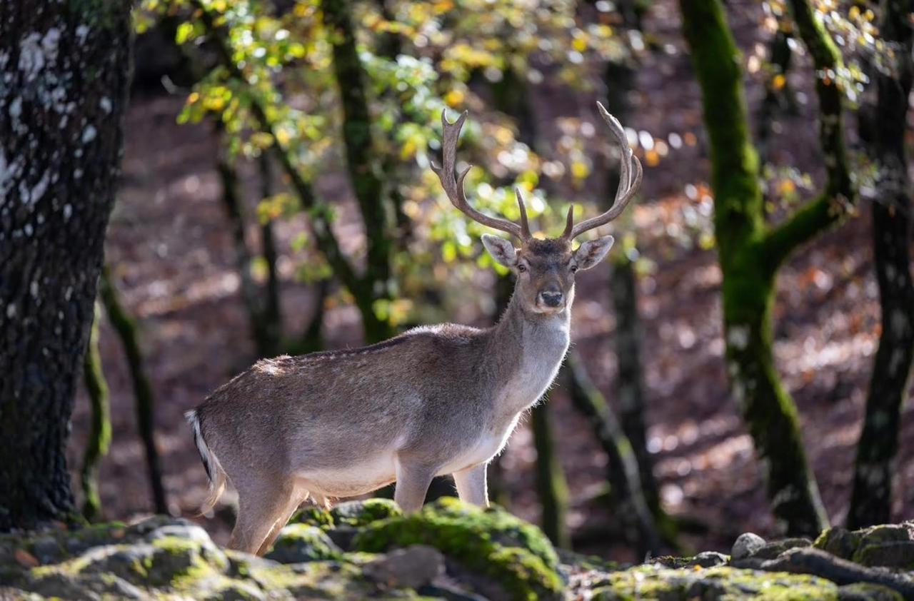 Bourazani Wild Life Resort Konitsa Exteriér fotografie