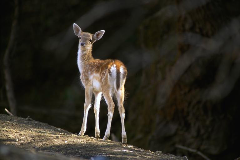 Bourazani Wild Life Resort Konitsa Exteriér fotografie